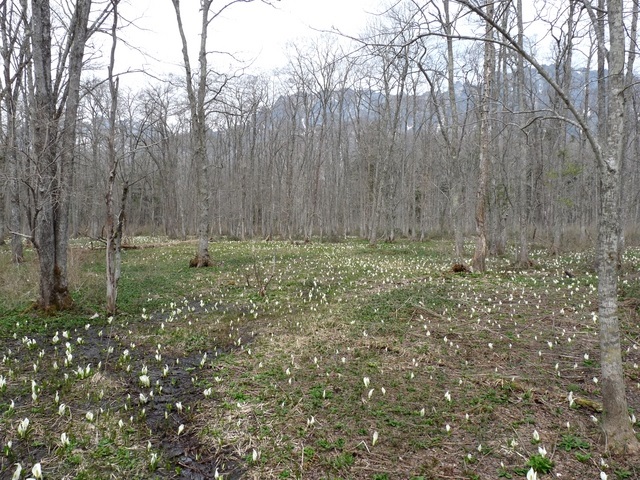  Togakushi Forest Botanical Park
