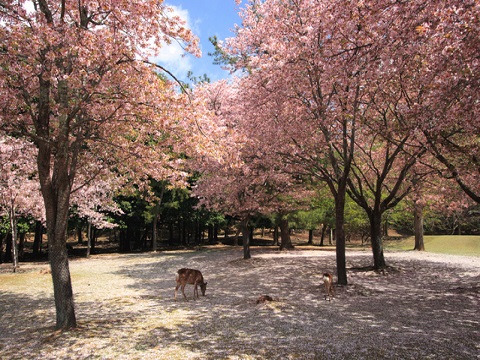 奈良公園２