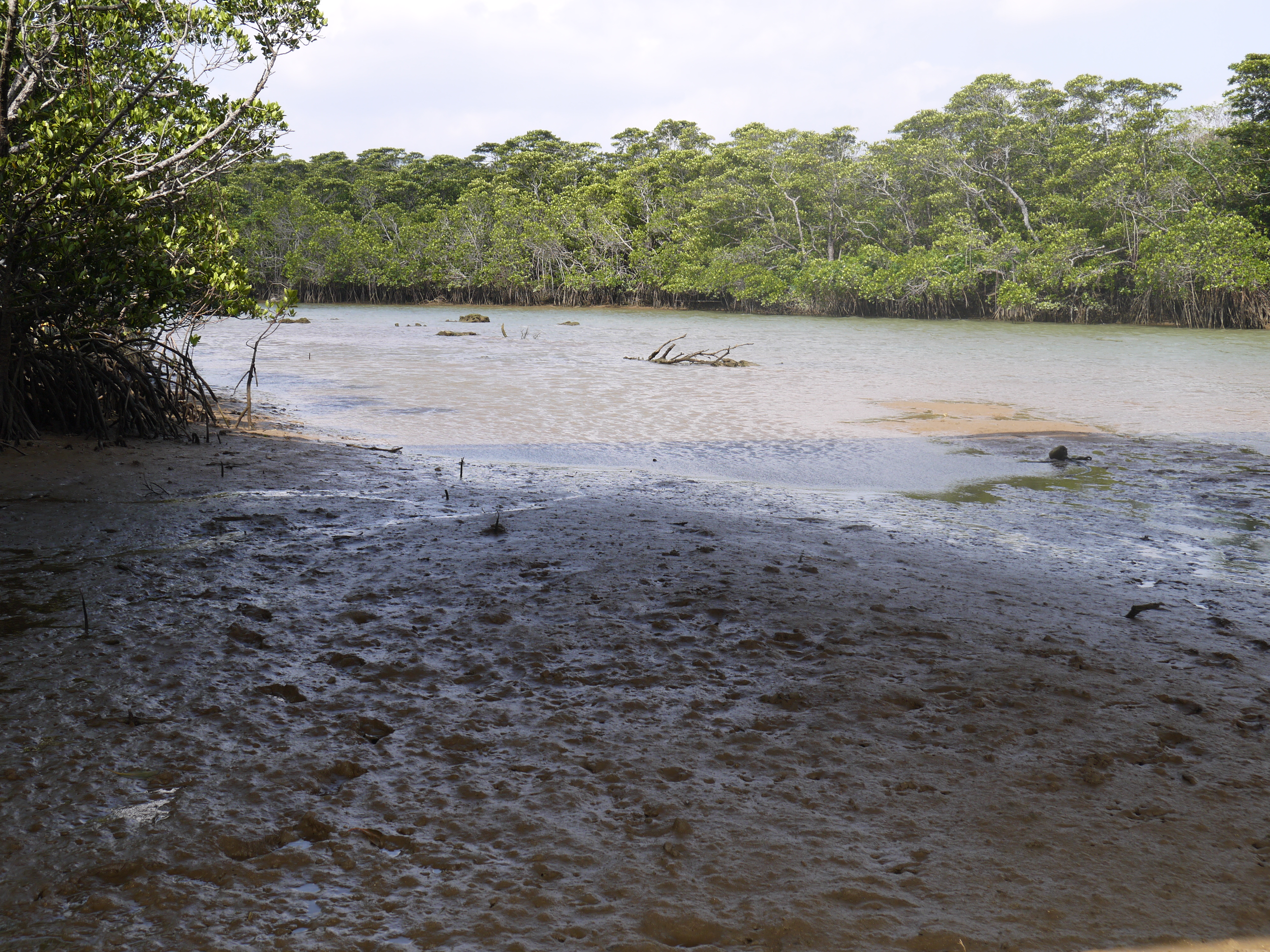 Miyara River Mangrove