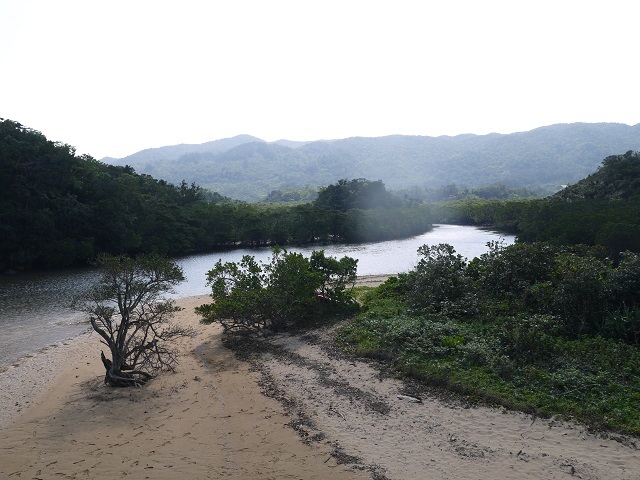 Fukido River Mangrove